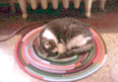 Puffy Cat